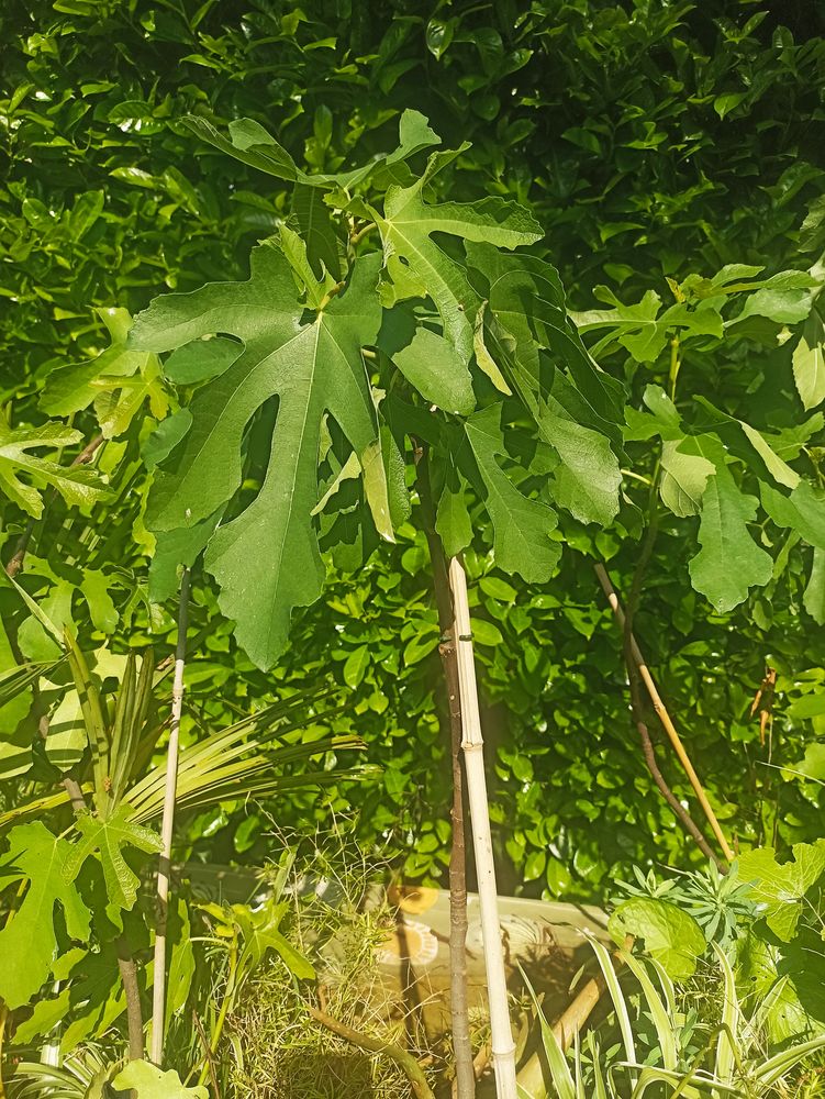 FIGUIERS 15 Villars-les-Dombes (01)