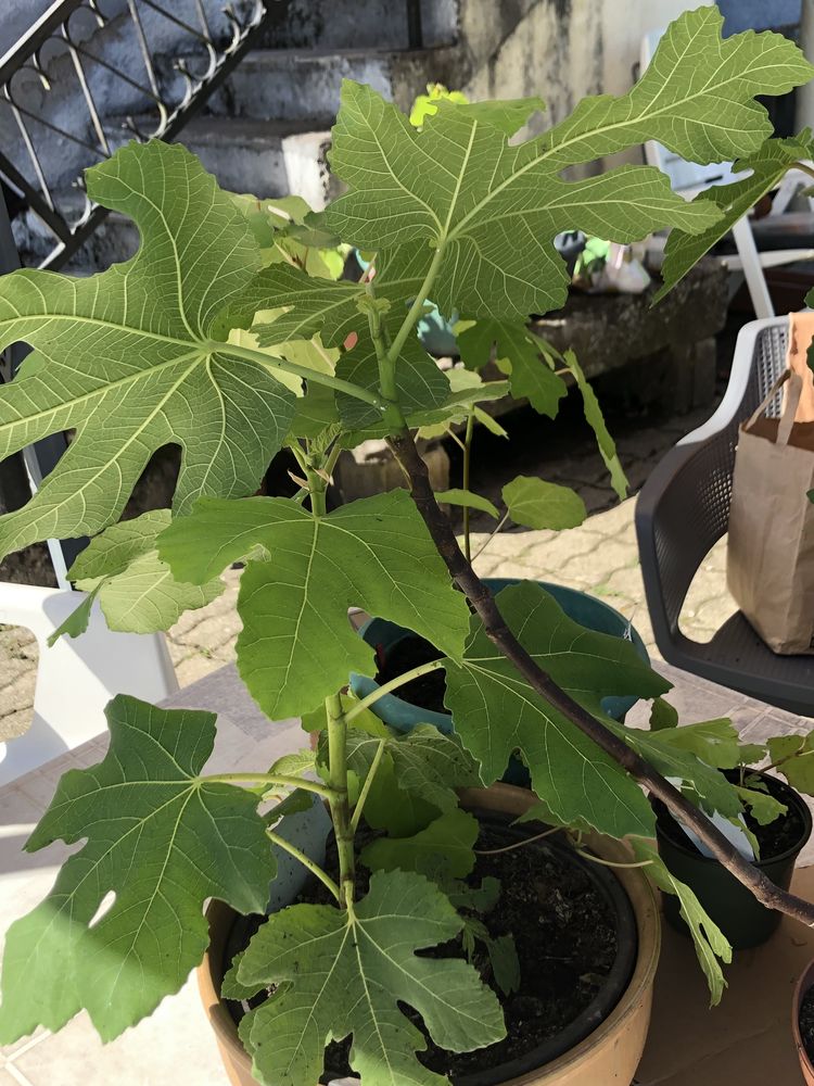 Figuiers 22 Lyoffans (70)