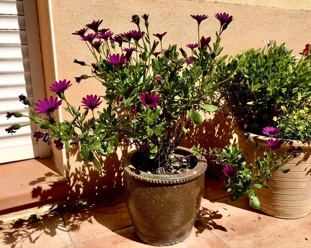 Pot de fleurs ancien en grés brun+ Plante vivace 22 L'Isle-Jourdain (32)
