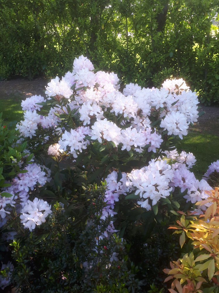 fleurs et arbustes 3 Auzebosc (76)