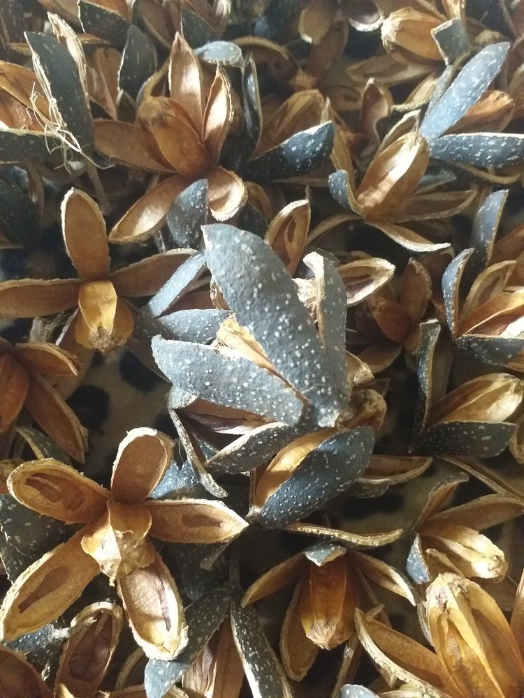 FLEURS DES BOIS 25 Callas (83)