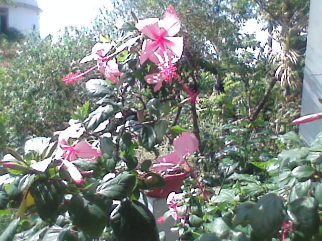 fleurs �pices et autres 0 Le Carbet (97)