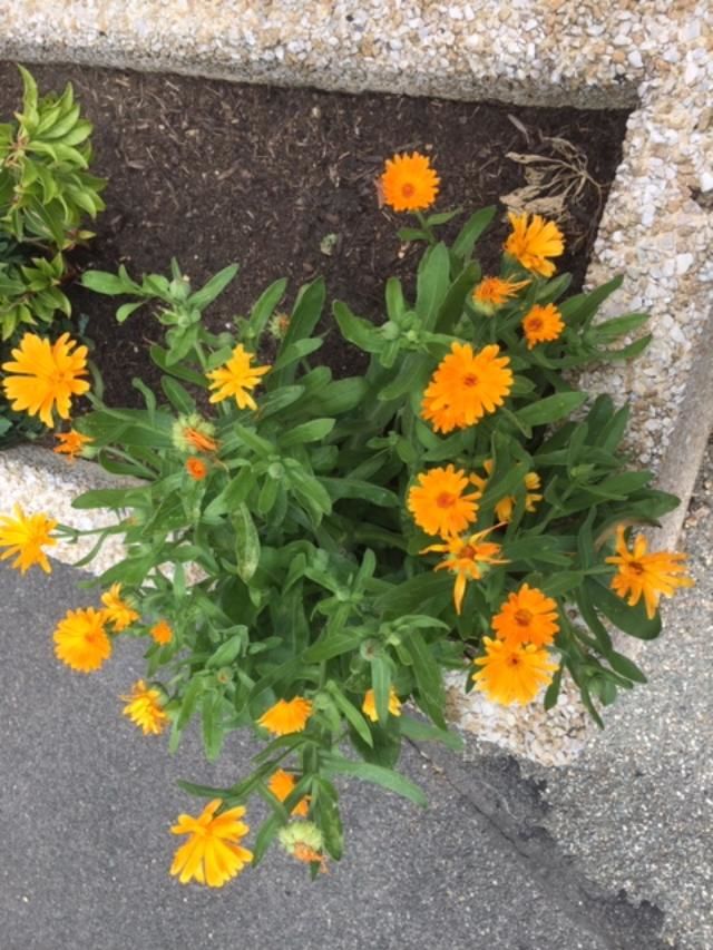 FLEURS ROBUSTES AU GEL 3 Maisons-Alfort (94)