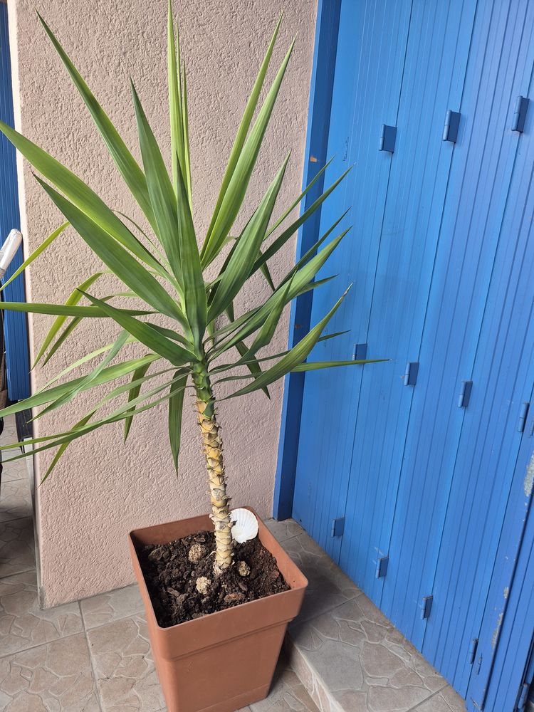 Pot fleurs Yuka 30 Montauban (82)