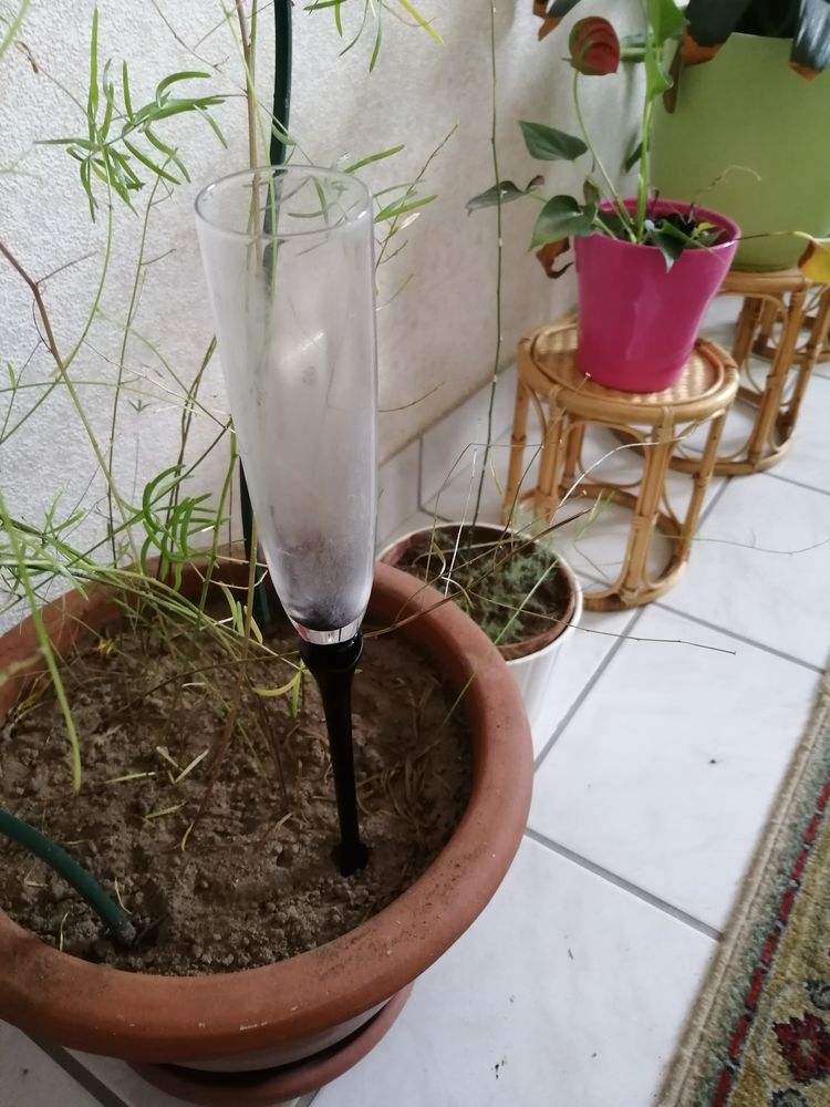 Flute � champagne sans pied 20 Rez� (44)