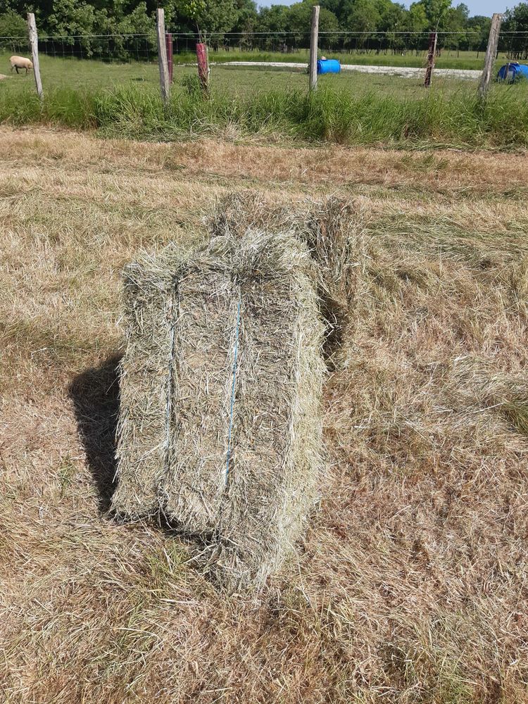 foin en petite botte 2 Nueil-les-Aubiers (79)