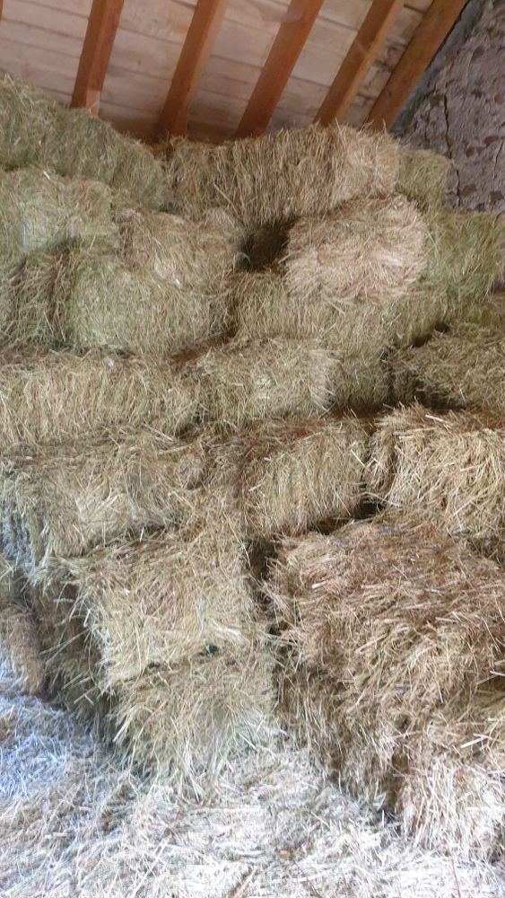 foin de prairie 3 Sainte-Eulalie-d'Olt (12)