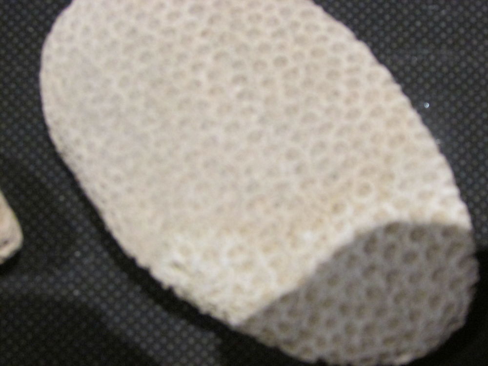 fossile de bordeaux 25 Saint-Jean-d'Illac (33)