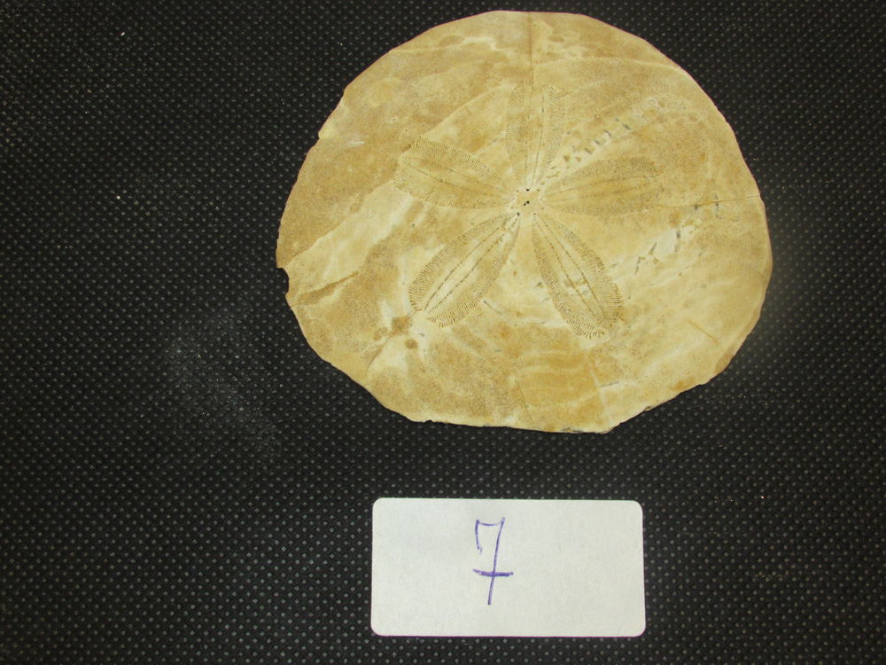 fossile de bordeaux 17 Saint-Jean-d'Illac (33)