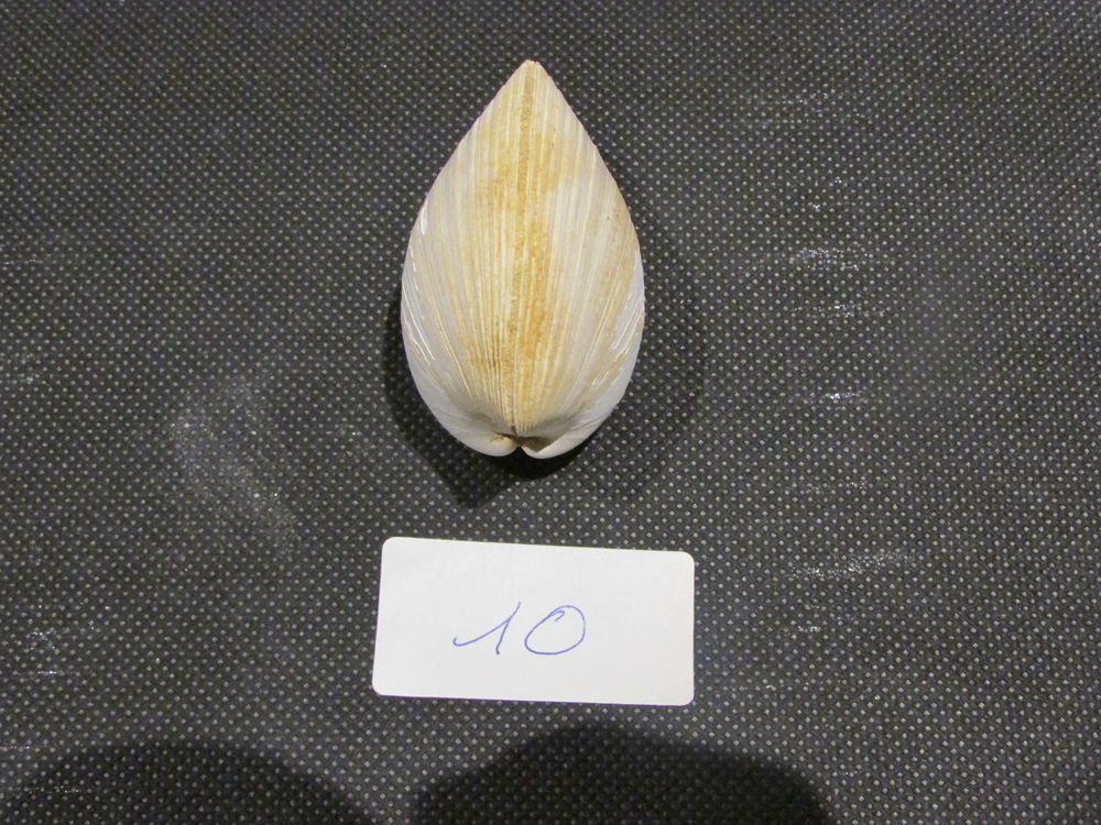 fossile de Bordeaux 35 Saint-Jean-d'Illac (33)