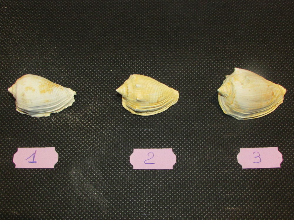 fossile de Bordeaux 12 Saint-Jean-d'Illac (33)