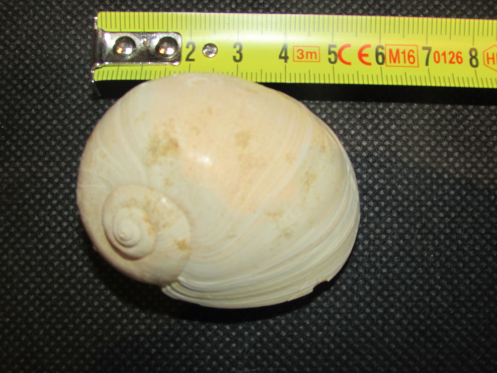 fossile de Bordeaux 15 Saint-Jean-d'Illac (33)