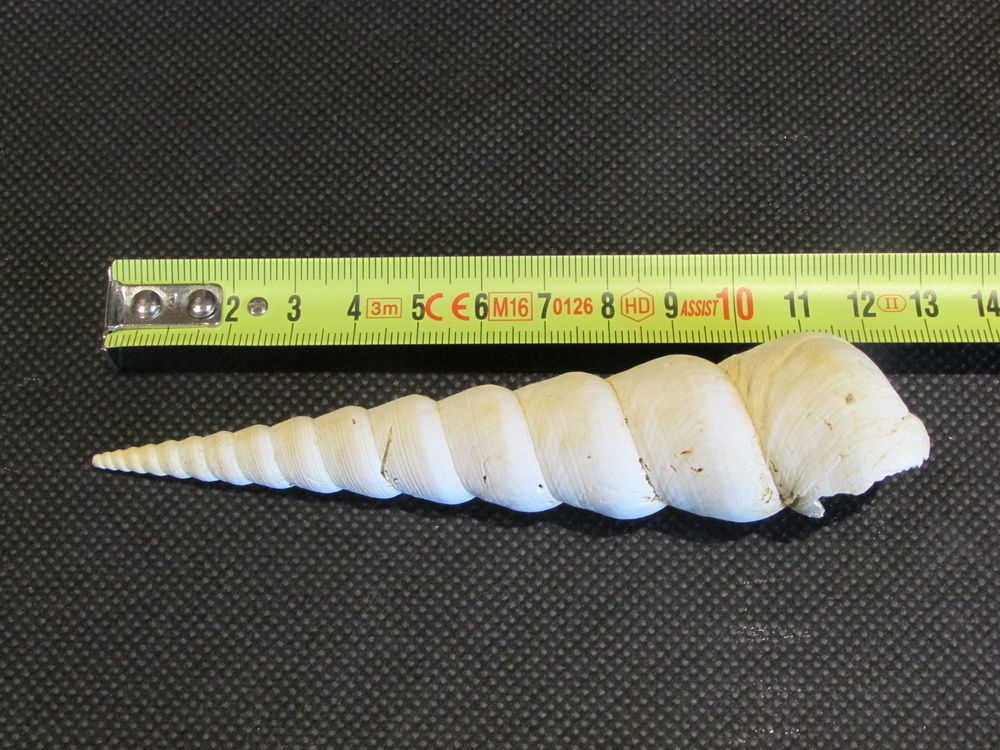 fossile de Bordeaux 15 Saint-Jean-d'Illac (33)