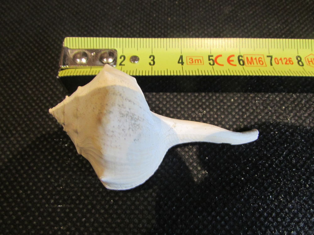 fossile de Bordeaux . 12 Saint-Jean-d'Illac (33)