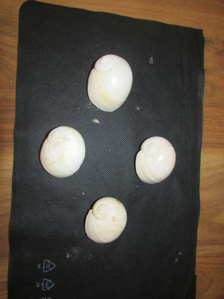 fossile bordeaux 10 Saint-Jean-d'Illac (33)