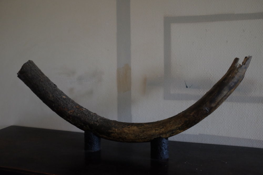 [Fossile] D�fense de Mammouth laineux (Mammuthus primigenius 800 Amiens (80)