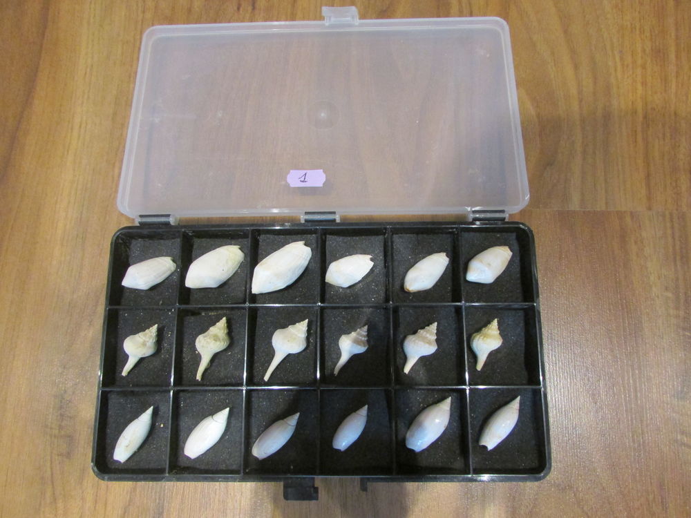 fossile gironde 35 Saint-Jean-d'Illac (33)