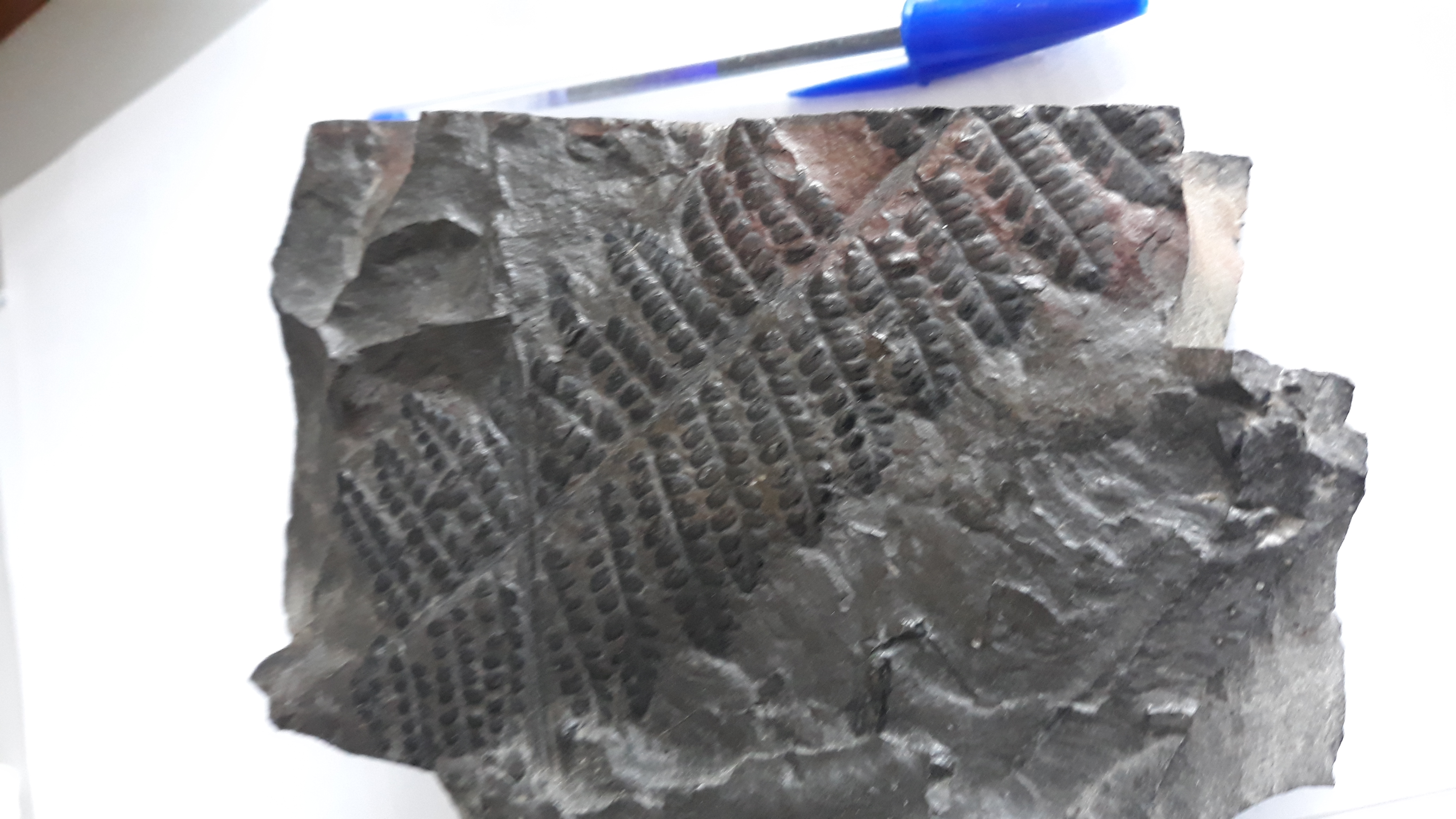 fossile de plante fossilis�e 60 Lederzeele (59)