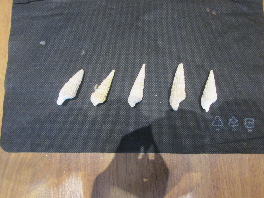 fossile de la r�gion de Bordeaux . 25 Saint-Jean-d'Illac (33)