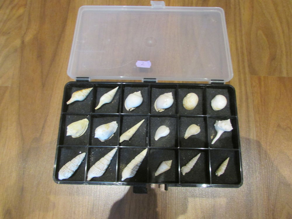 fossile de la r�gion de Bordeaux . 65 Saint-Jean-d'Illac (33)