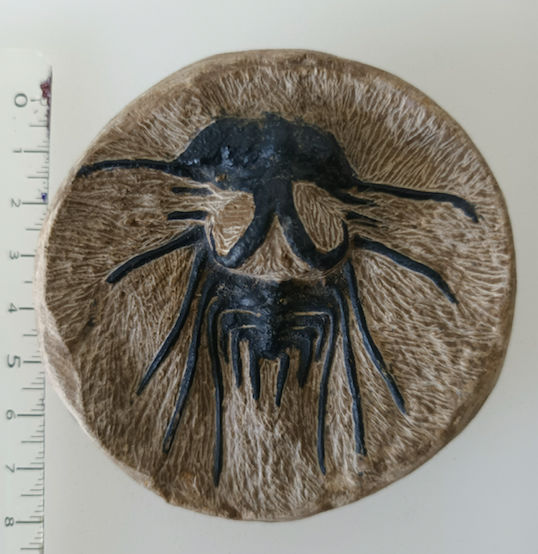 Fossile TRILOBITE sur gangue
170 Le Gosier (97)