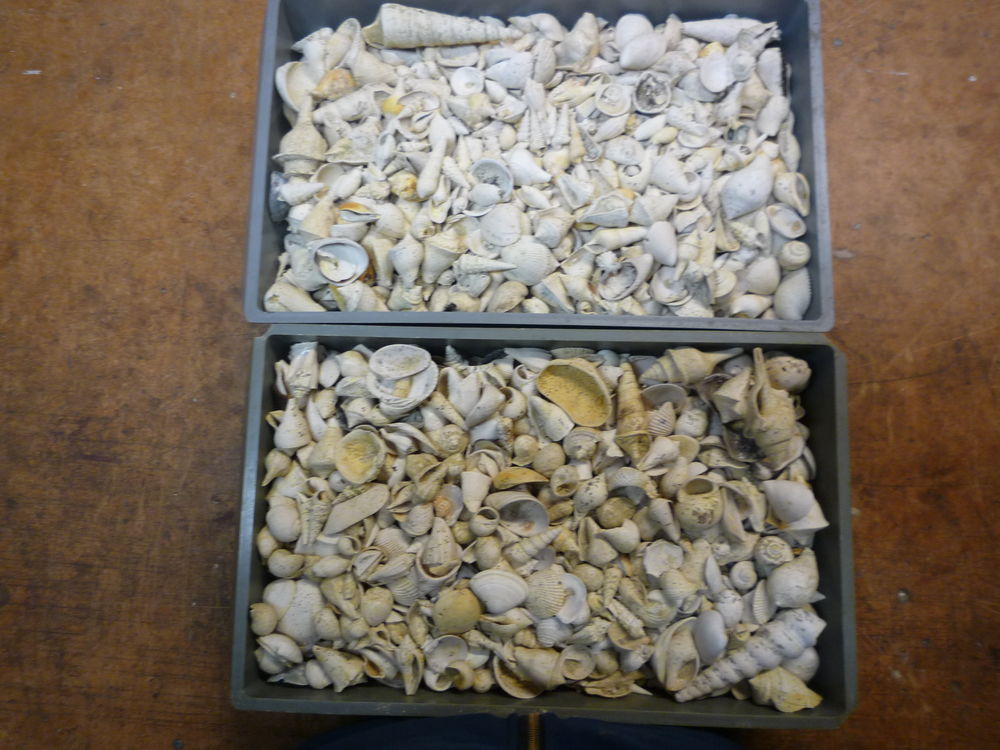 FOSSILES BARTONIEN AU KILO
10 Montry (77)