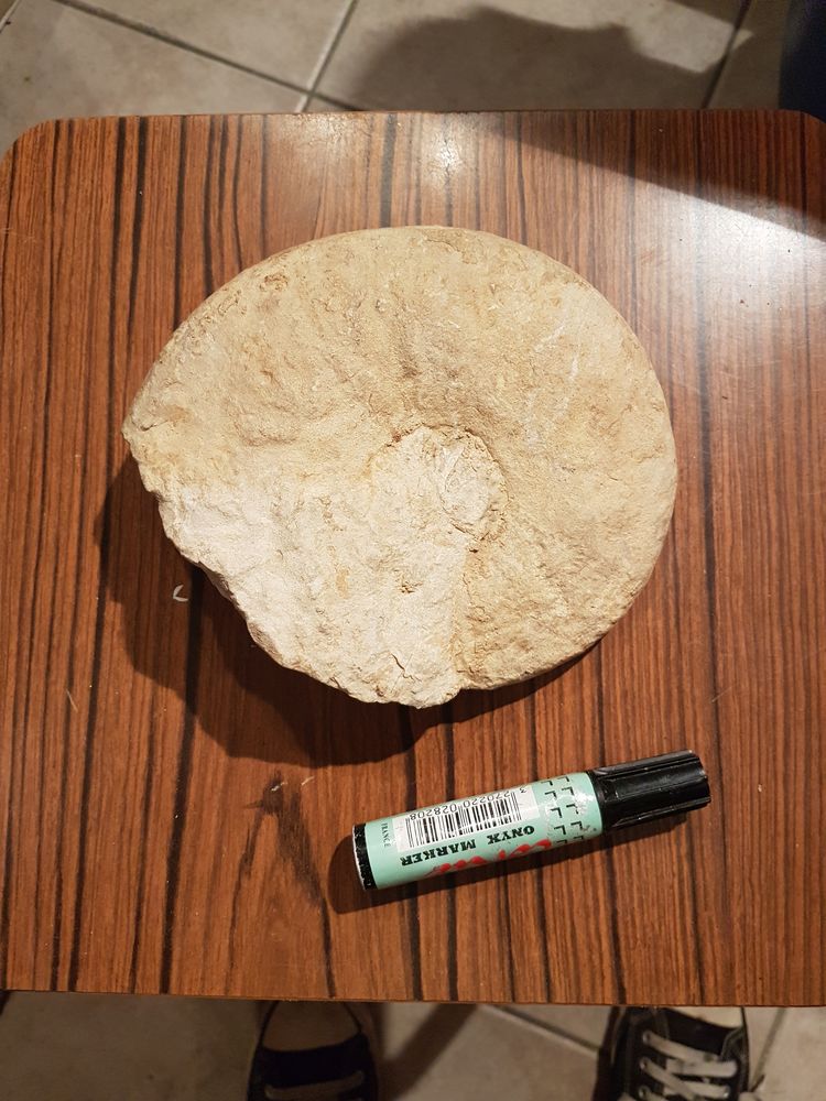 Fossiles Fran�ais 1 Fr�jus (83)