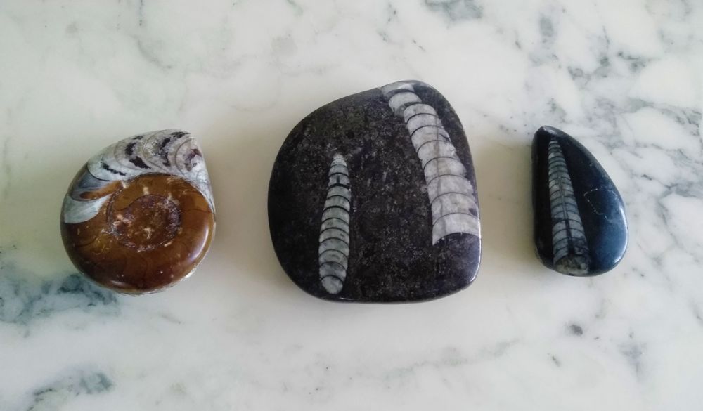 Fossiles polis 15 Eschau (67)