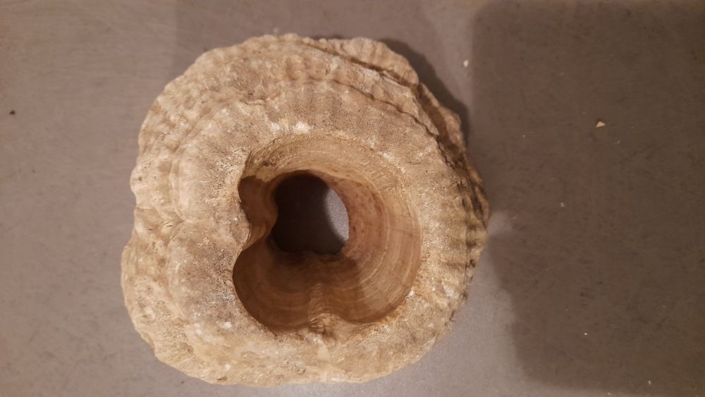 Fossiles et silex 0 Bordeaux (33)