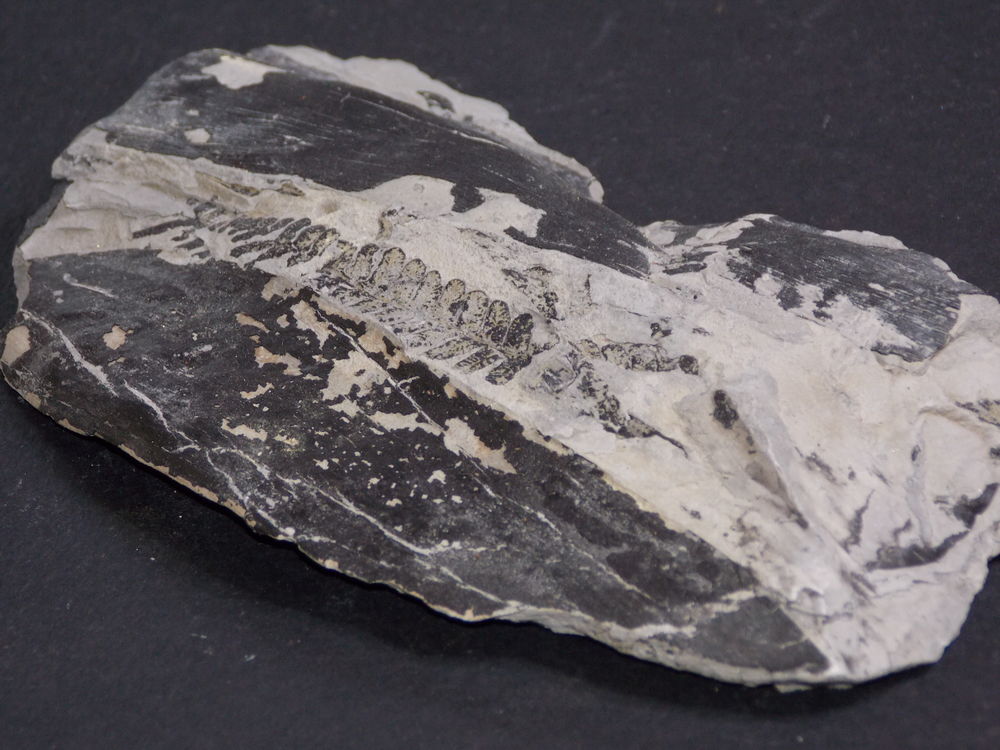 Foug�re fossilis�e Freyming-Merlebach Lorraine France 184gr 25 Moyenmoutier (88)