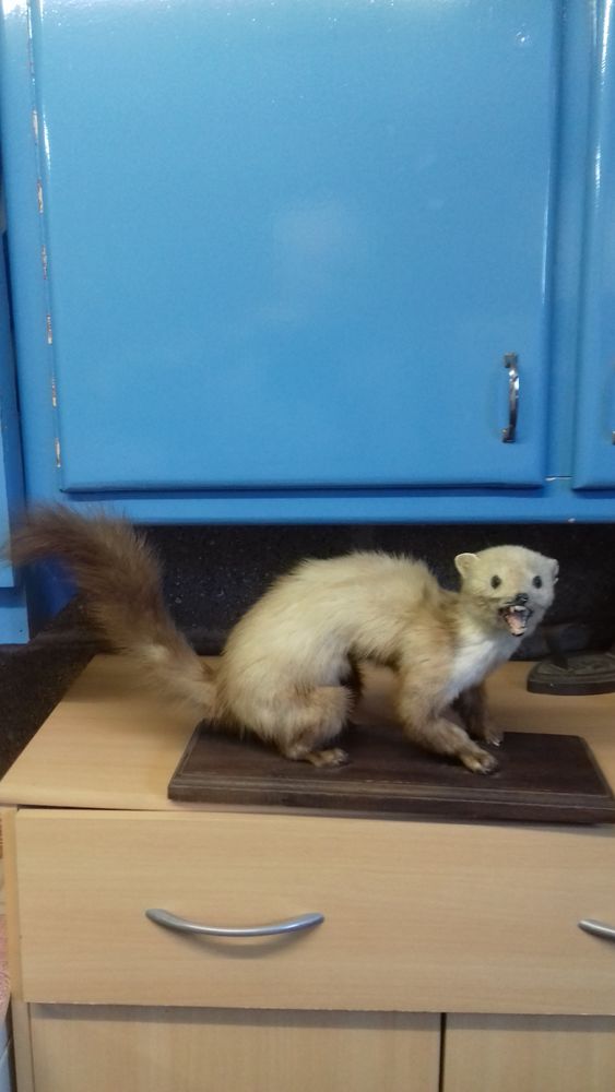 fouine naturalis�e 35 Bretteville-du-Grand-Caux (76)