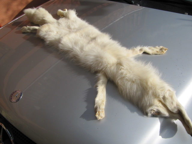 Fourrure renard blanc 50 Wittelsheim (68)