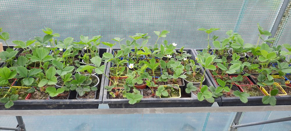 Fraisier 0,50 euro pi�ces 1 Seboncourt (02)