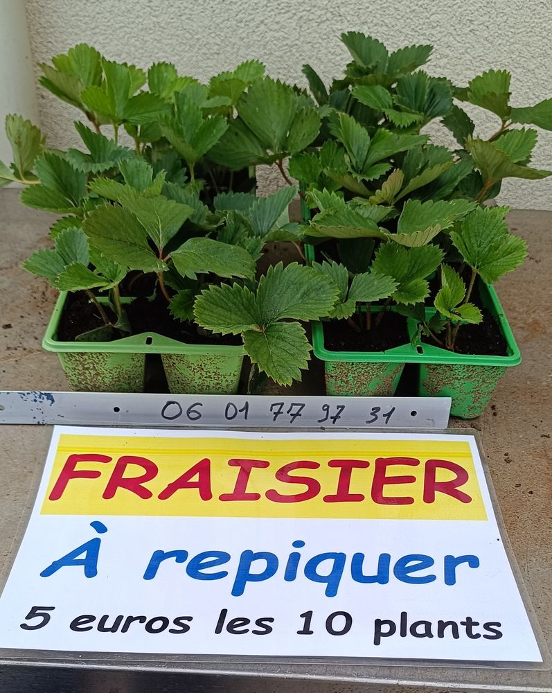 Fraisiers 5 Villebichot (21)