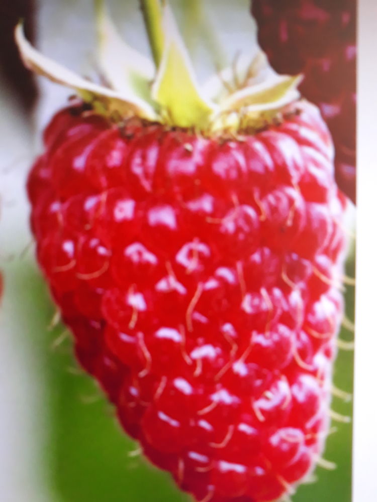 Framboisiers et muriers 5 Andelnans (90)