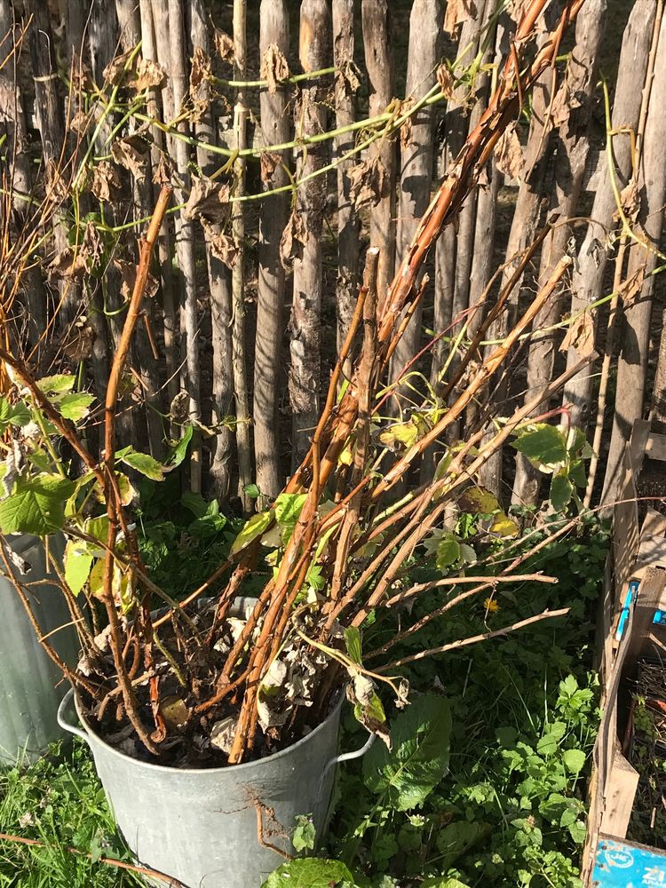 Framboisiers � racines nues 3 Mottier (38)