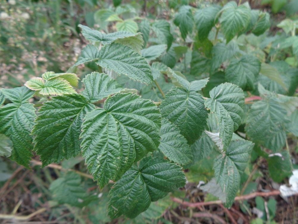 framboisiers 5 Lanvallay (22)