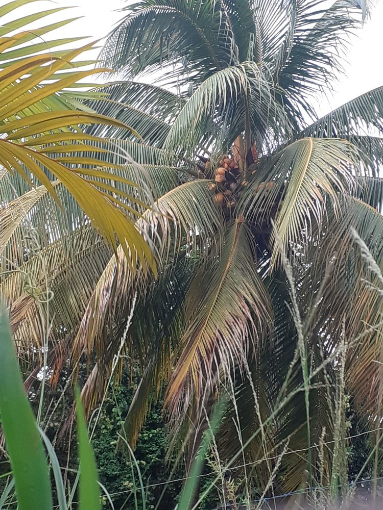 fruit de jardin 0 Ducos (97)