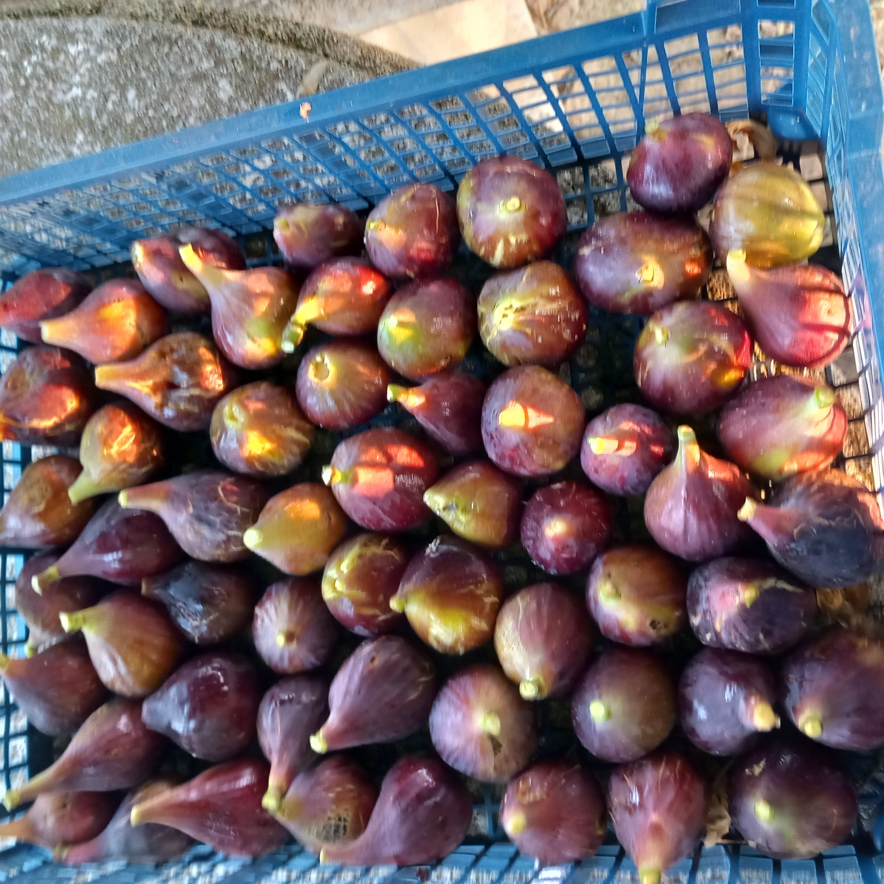 fruits congel�s de cette ann�e 4 La Tour-du-Crieu (09)