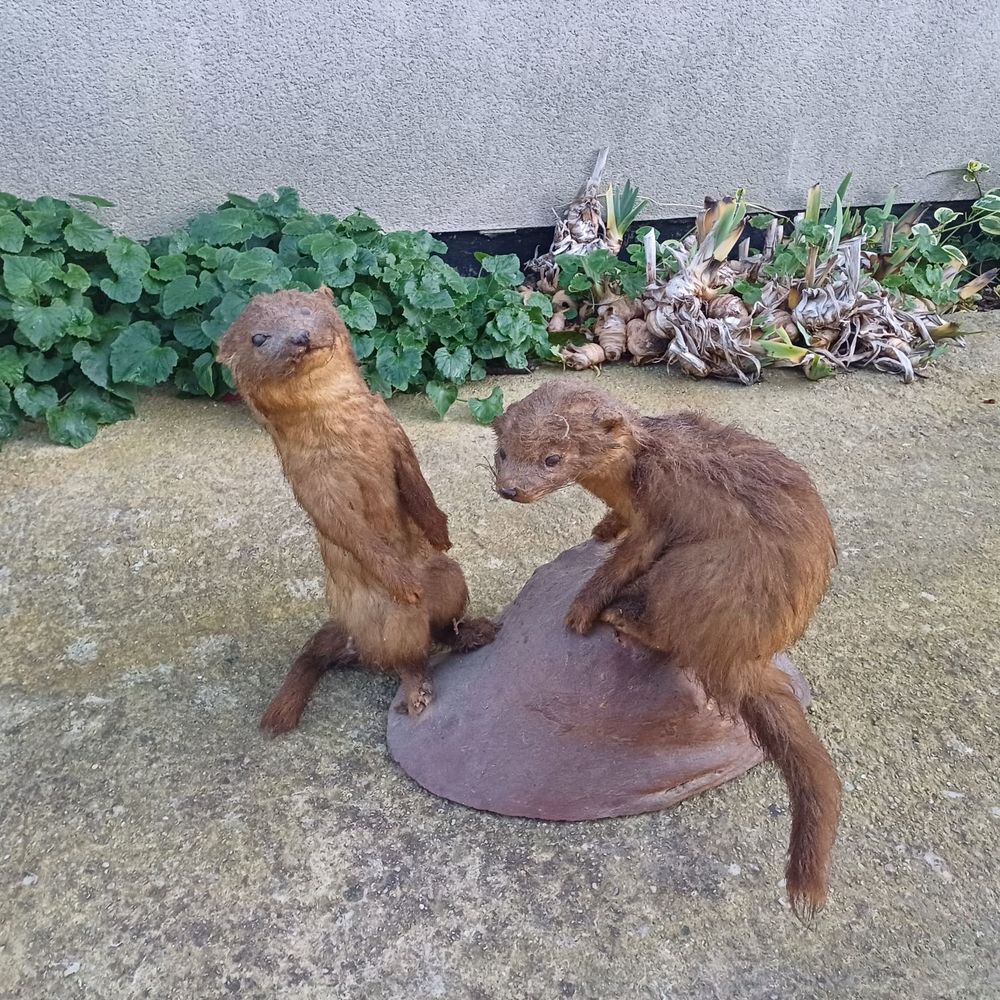 fuine marthe empaille naturalise taxidermie 50 Rethel (08)