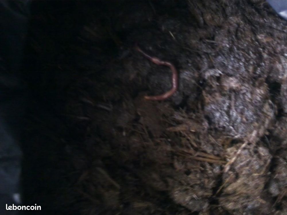 fumier de cheval 6 Marly (59)