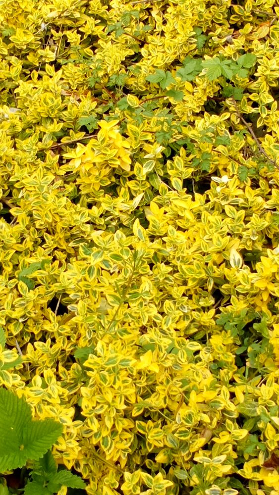 Fusain couvre-sol vert 0 Battrans (70)