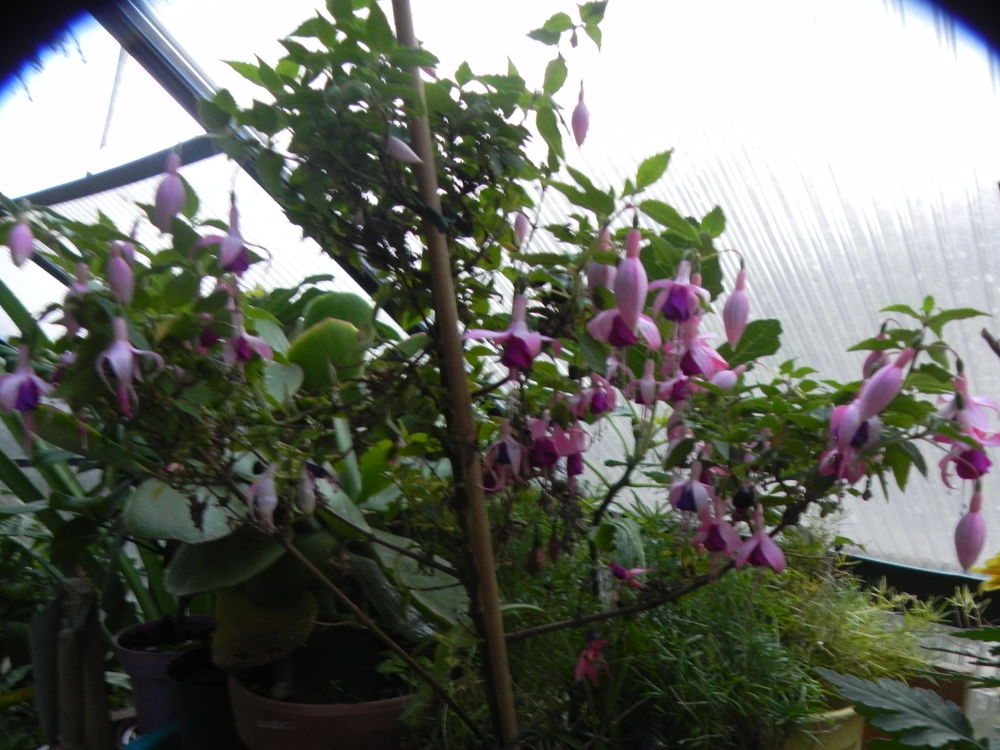 Fushia plante 15 Villars-les-Dombes (01)