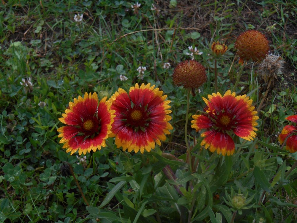Gaillardes vivaces par 20 pieds 10 Dijon (21)