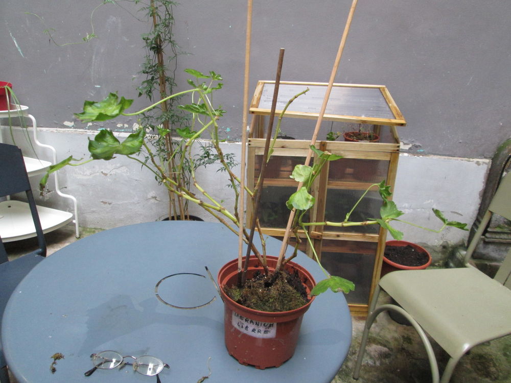 g�ranium grimpant 0 Paris 20 (75)