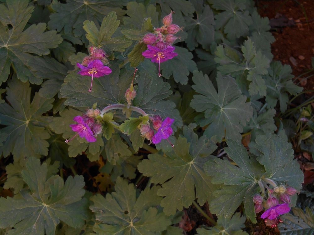 G�raniums vivaces par 25 plants
10 Dijon (21)