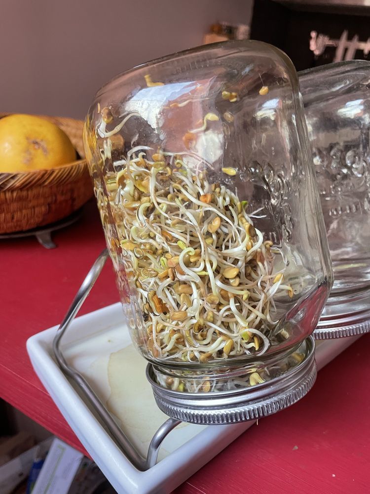 [x] Kit 3 Germoirs Eschenfelder �  Verre & Inox �  Qualit� Allemande Pro �  Bon 45 Paris 14 (75)