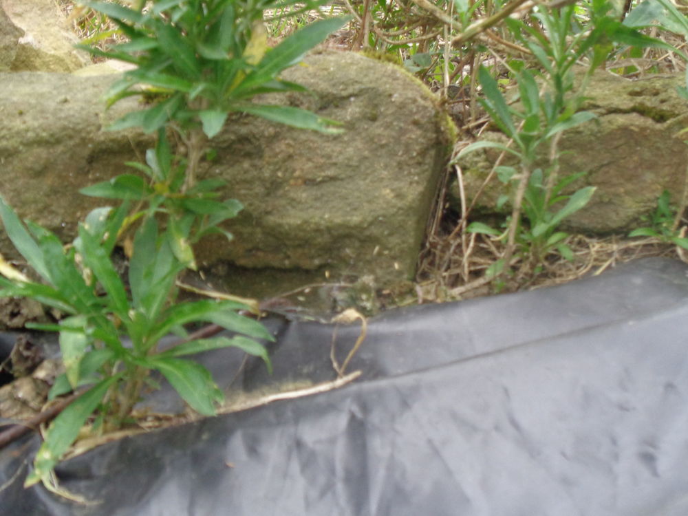 girofl�es 1 Lanvallay (22)