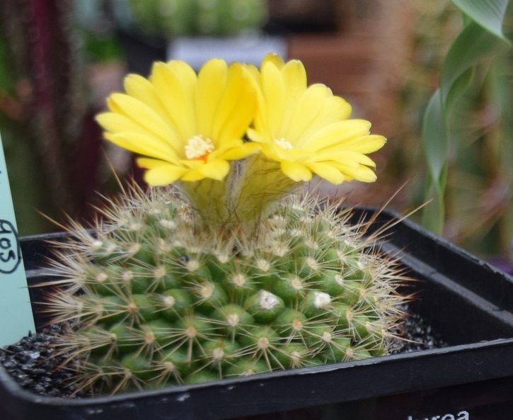 Graines de cactus 4 Thionville (57)