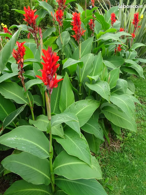 Graines de cannas diff�rentes vari�t�s et couleurs ... 4 Brech (56)
